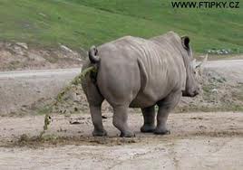 rozbor strávenej potravy : nejaké rastliny, horalky a (veľmy) veľa preháňadla :)